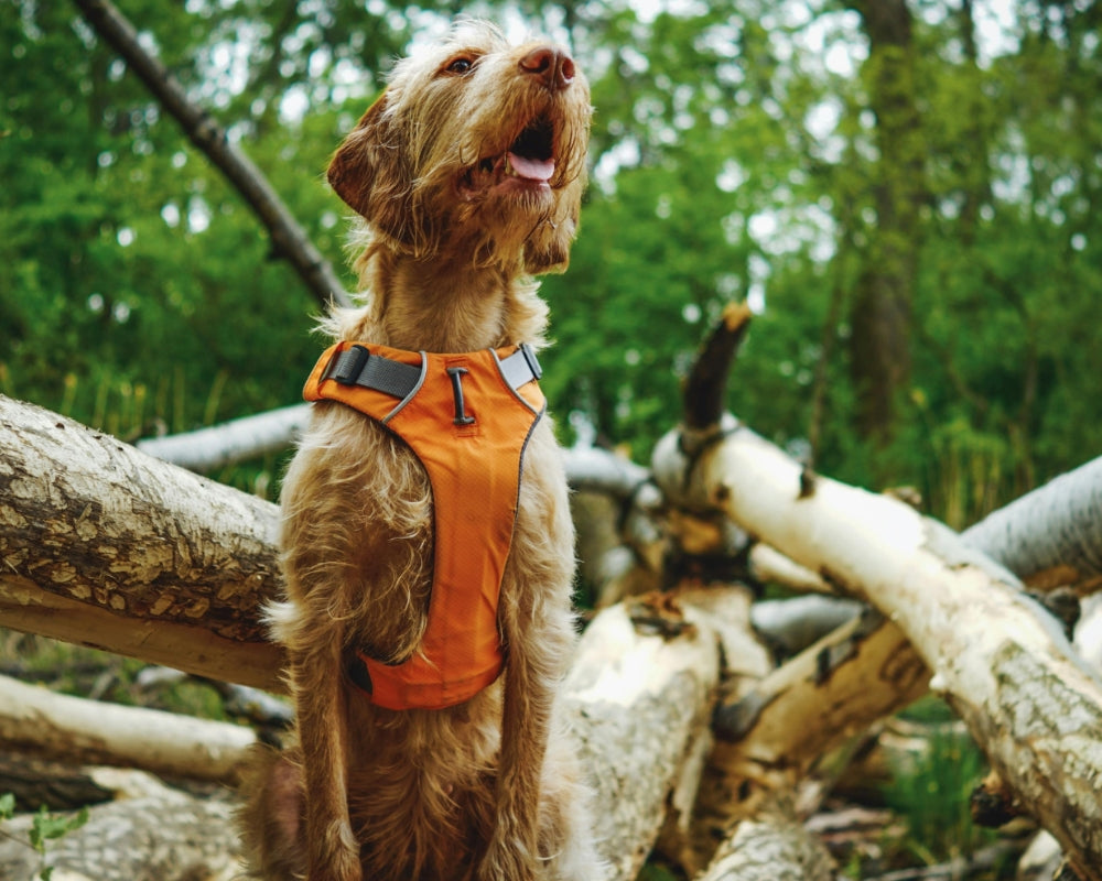 5 Signs Your Dog’s Walking Gear Needs an Upgrade