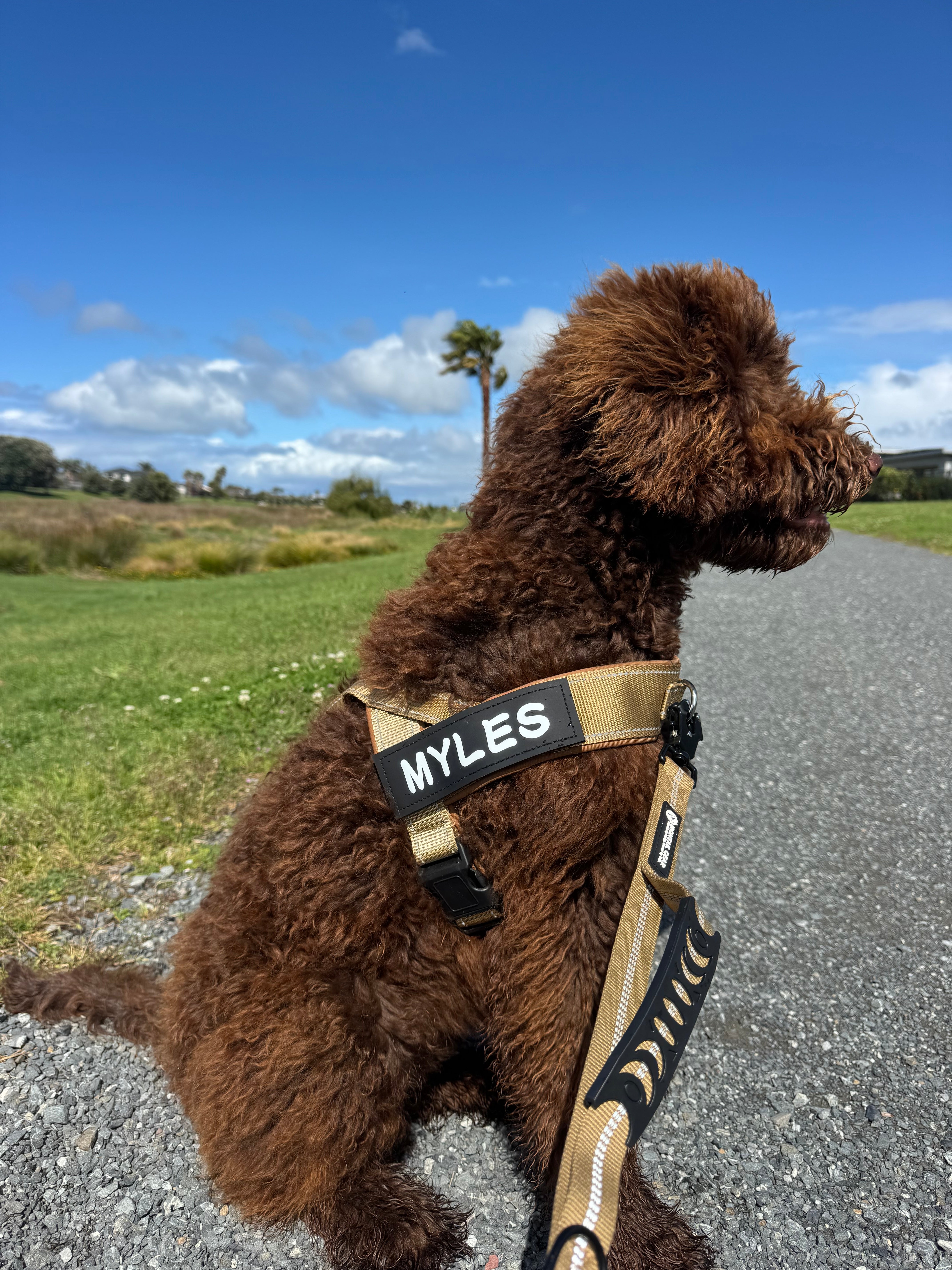 No-Pull Dog Harness