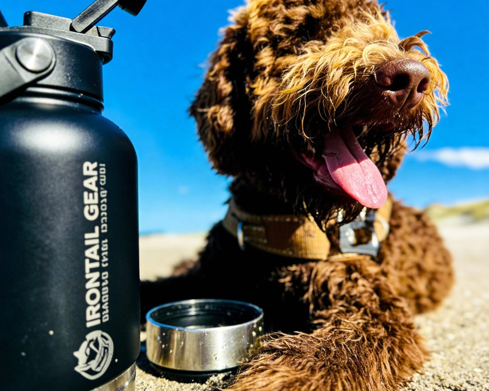 How to Keep Your Dog Safe on the Go: Walks, Travel & Training