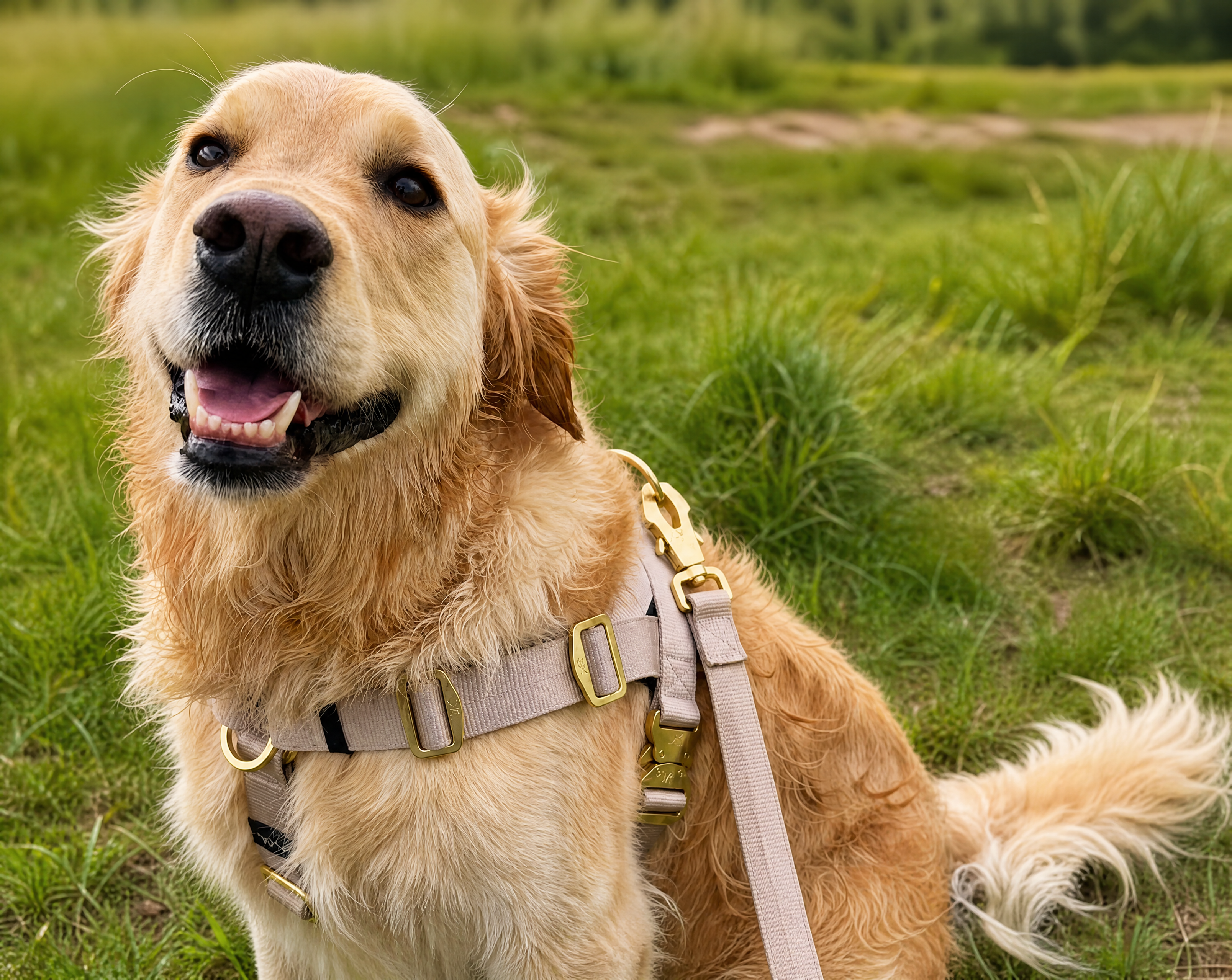 Choosing the Right Gear: Harness vs. Collar vs. Lead