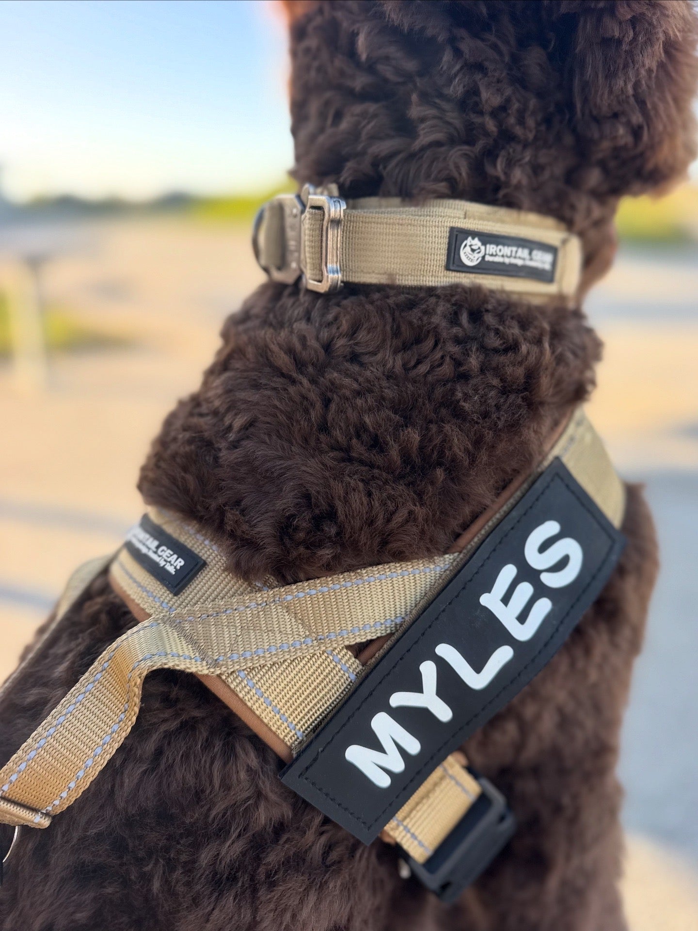 No-Pull Dog Harness
