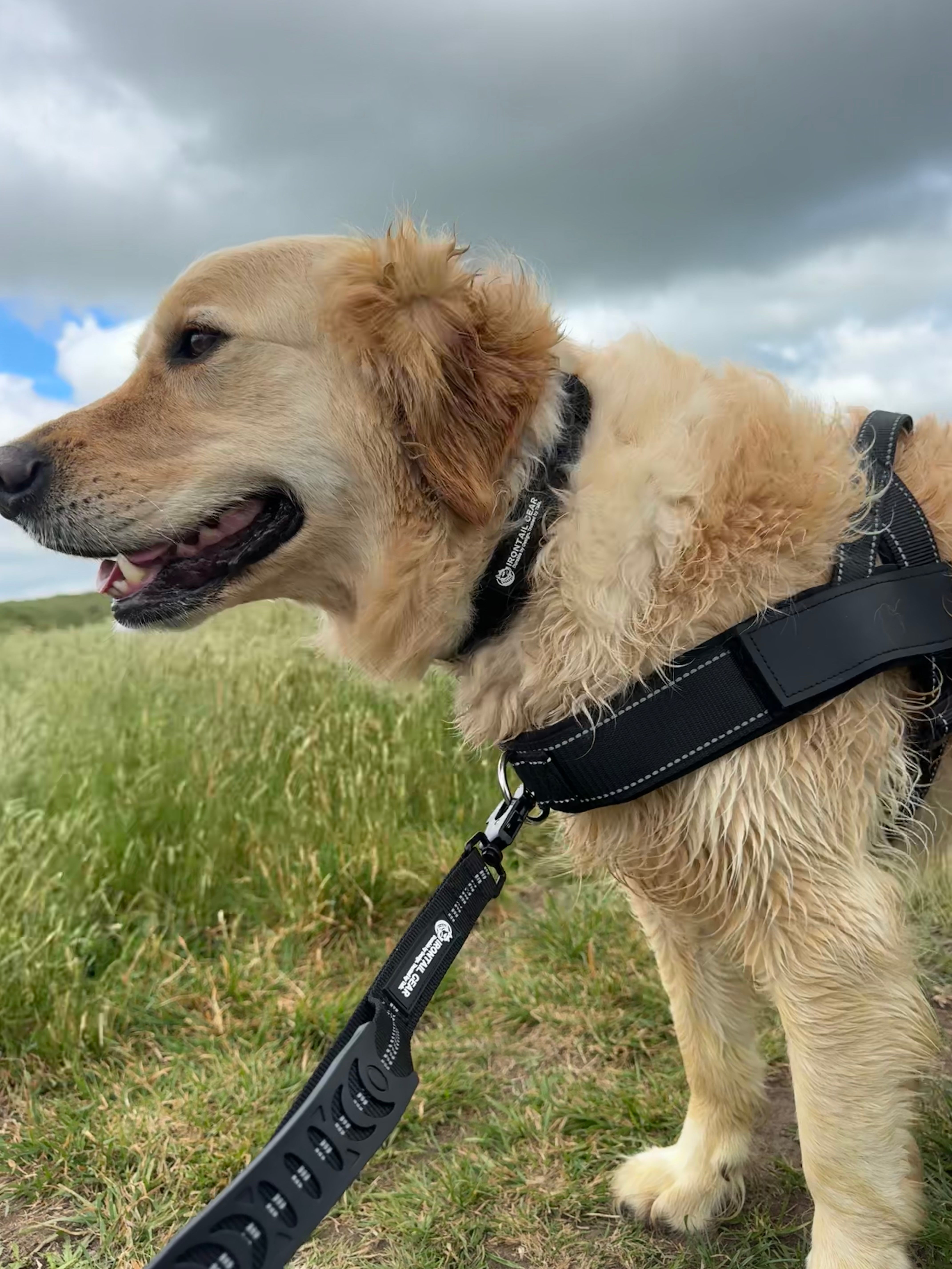 5 Signs Your Dog s Walking Gear Needs An Upgrade IronTail Gear 5 Signs Your Dog s Walking Gear Needs An Upgrade IronTail Gear